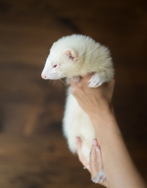 Furet