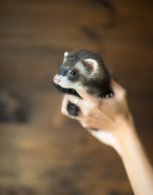 Furet masqué femelle