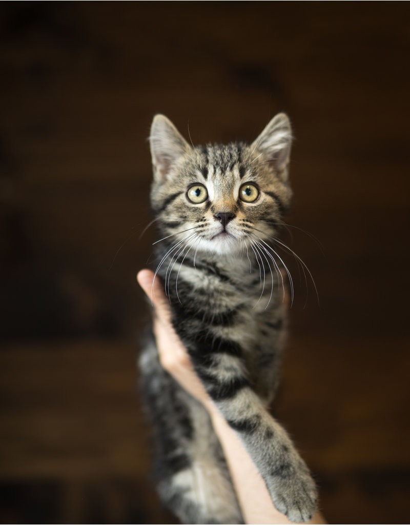 Chaton domestique Tabby brun (M.S)