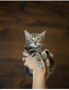 Chaton tabby brun avec roux sur la tête