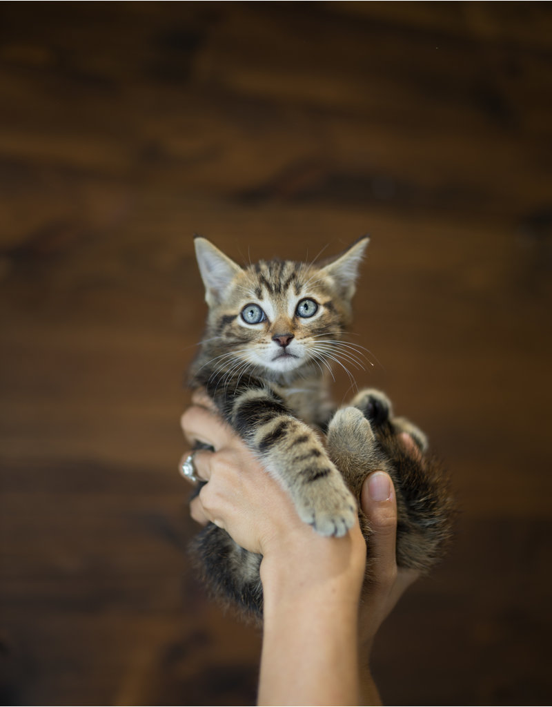 Chaton tabby brun avec roux sur la tête