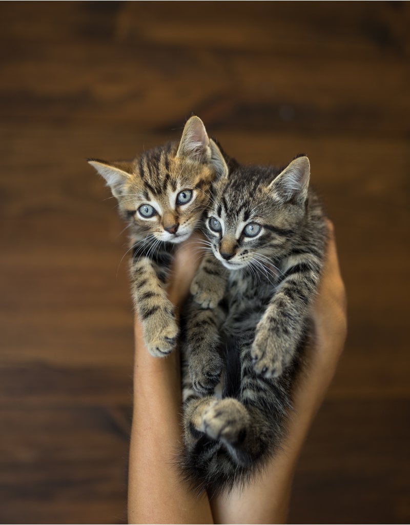 Chaton tabby brun avec roux sur la tête