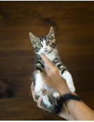 Chaton domestique Jacob (4)