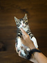 Chaton domestique Jacob (4)