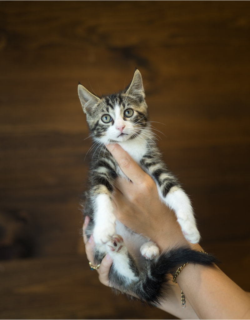 Chaton domestique Jacob (4)