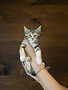 Chaton domestique Marianne (4)