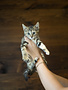 Chaton domestique Éloise (4)