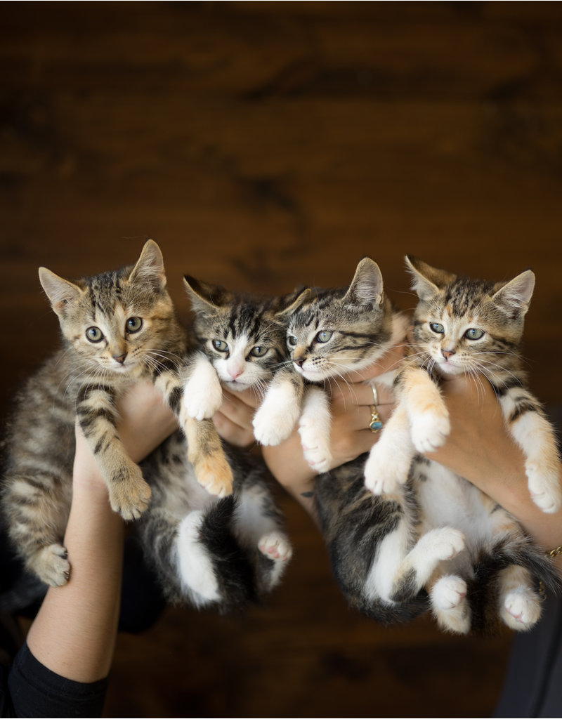 Chaton domestique Jacob (4)