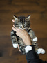 Chaton poils longs avec bout de pattes blanches Marc-Antoine