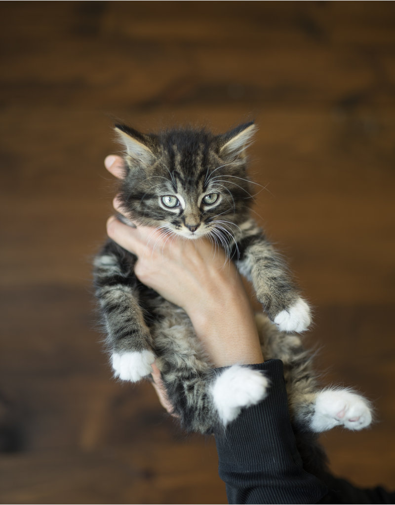 Chaton poils longs avec bout de pattes blanches Marc-Antoine