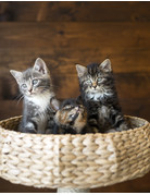 Chaton poils longs avec bout de pattes blanches Marc-Antoine