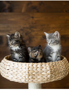 Chaton poils longs avec bout de pattes blanches Marc-Antoine