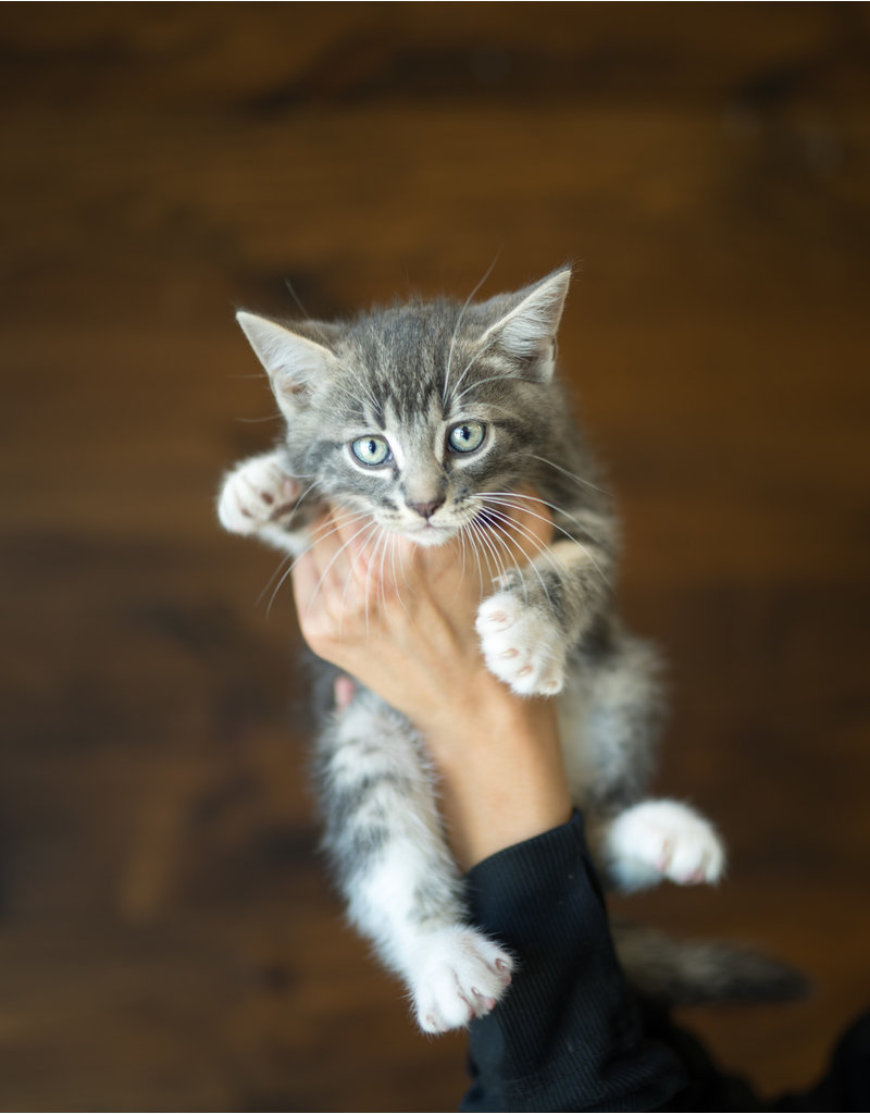 Chaton gris tabby achile