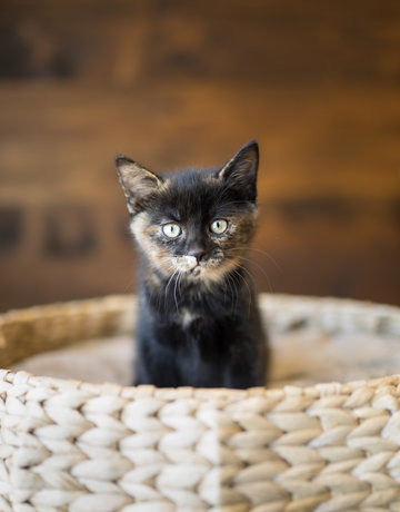 Chaton écaille de tortue vivianne