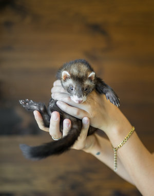 Furet femelle nez moustaché