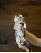 furet brun et gris pâle