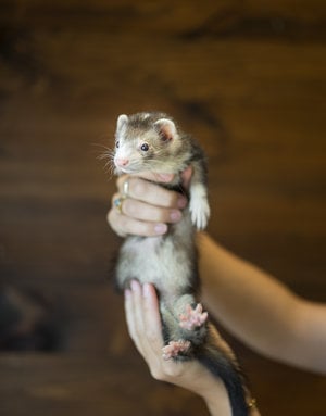 furet brun et gris pâle