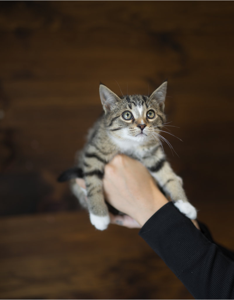 Chaton domestique, Blanche