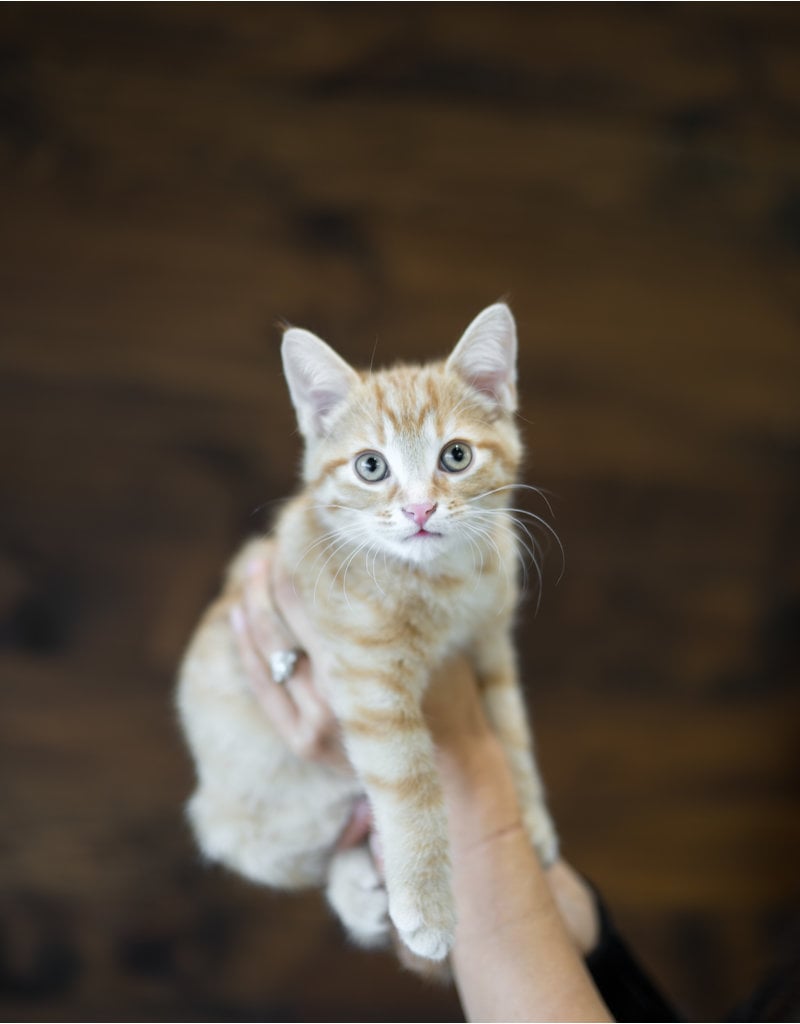 Chaton domestique Julien