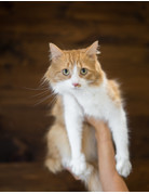 Chaton domestique, caramel et blanc, Mimi