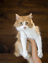 Chaton domestique, caramel et blanc, Mimi