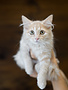 Chaton domestique Flavie