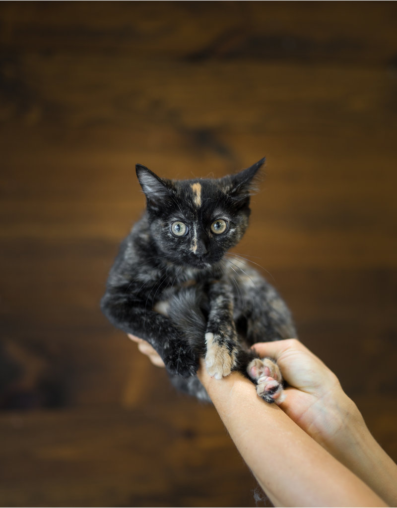 Chaton domestique, écaille de tortue, Suzie