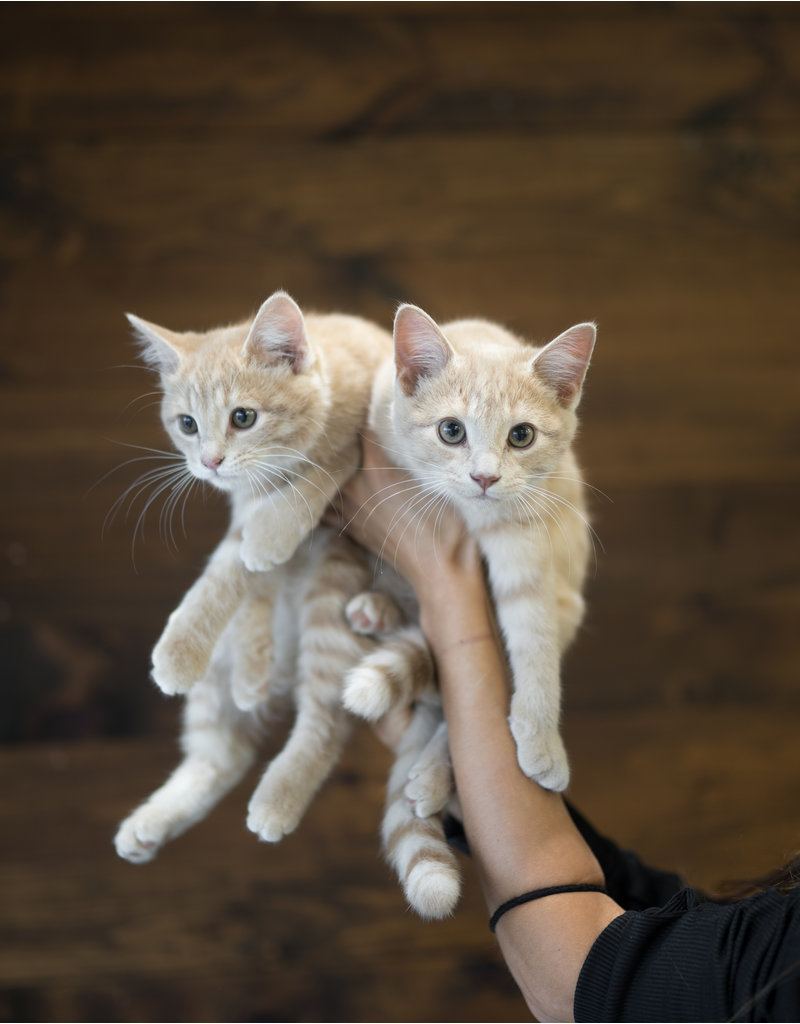 Chaton domestique Timothé