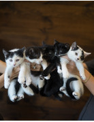 Chaton domestique noir Lionel  (5)