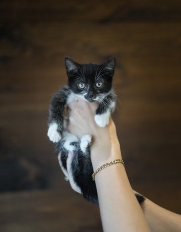 Chaton domestique noir et un peu blanc Anice (5)