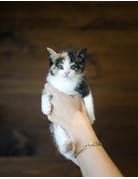 Chaton domestique espagne Flore (2)