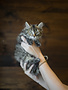 Chaton domestique torby, Solange (3)