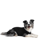 Suitical Recovery Suitical Recovery Suit pour chien noir moyen