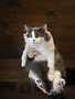 Chaton domestique, Shakira