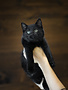 Chaton domestique Edgar
