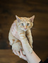 Chaton domestique roux Blaise