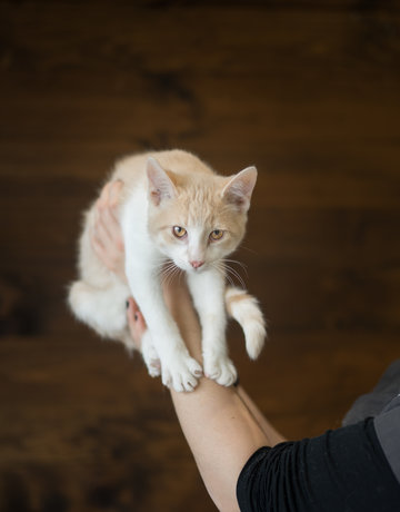 Chaton domestique Jonathan (136)