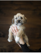 Chiot teckel x shih tzu Tristan (3)