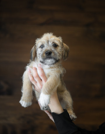 Chiot teckel x shih tzu Tristan (3)