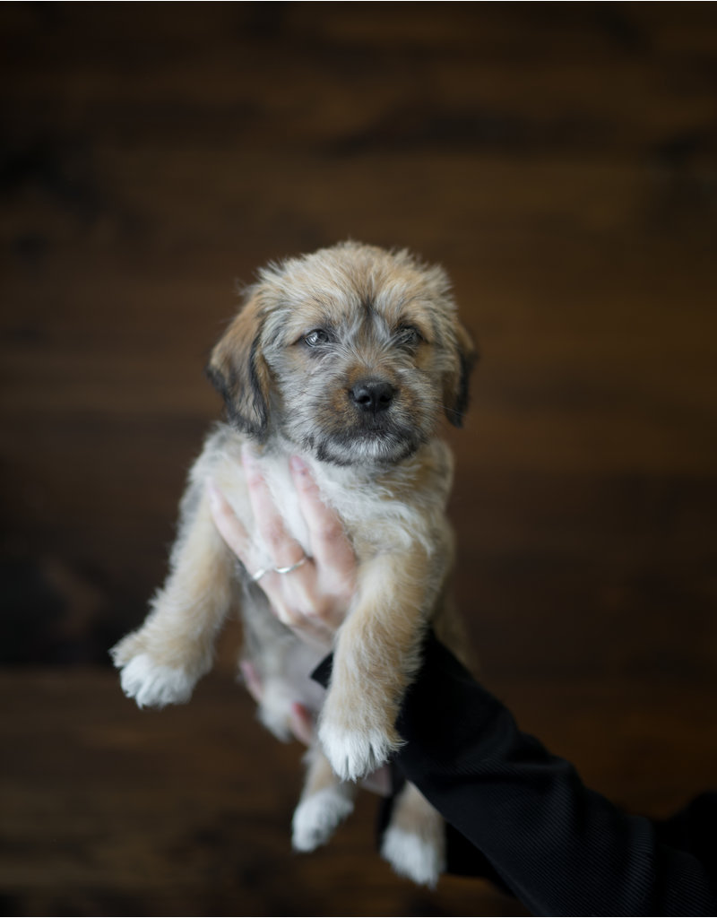 Chiot teckel x shih tzu Clara (3)