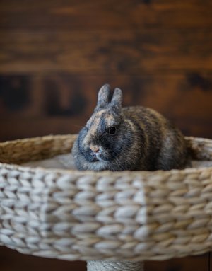 Lapin rescapé (Léonie )