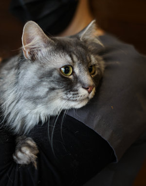 Billy (tabby gris poil long)