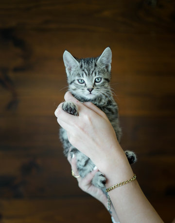 Chaton domestique mâle Tobias