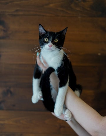 Chaton Domestique mâle Fabien