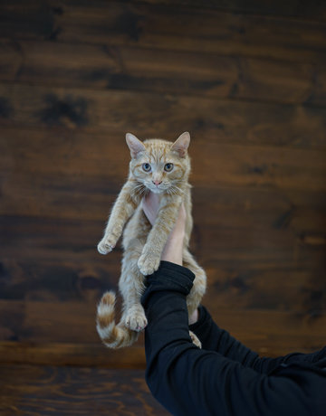 Chaton domestique mâle Will