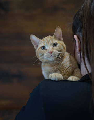 Chaton domestique Fred