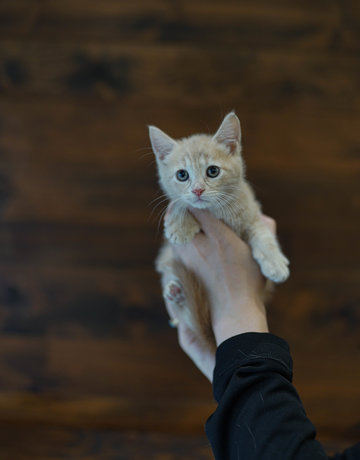 Chaton domestique Colin