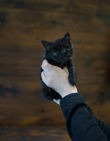 Chaton domestique Daphne