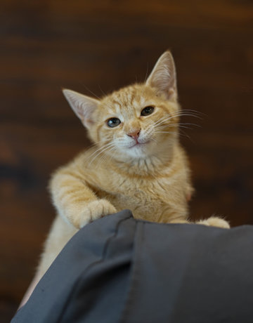 Chaton domestique Serena