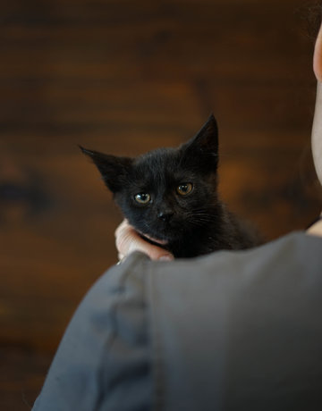 Chaton domestique Léopaul